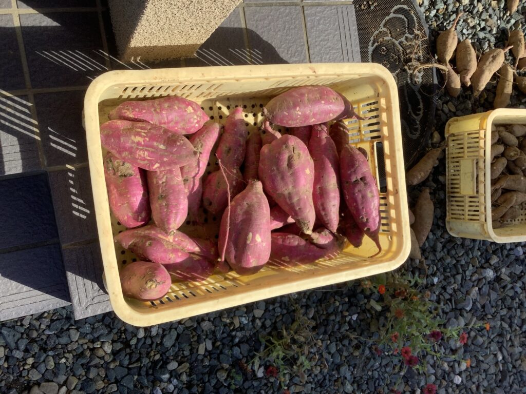畑のお芋